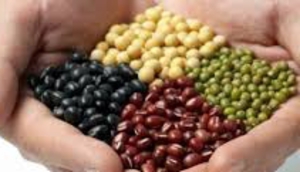 a product from the Sprouting Seeds category